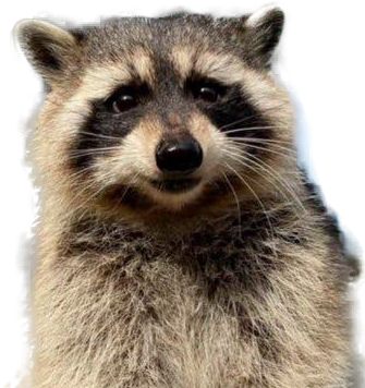 FRED THE RACCOON